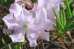 Image of Rhododendron schlippenbachii Maxim.