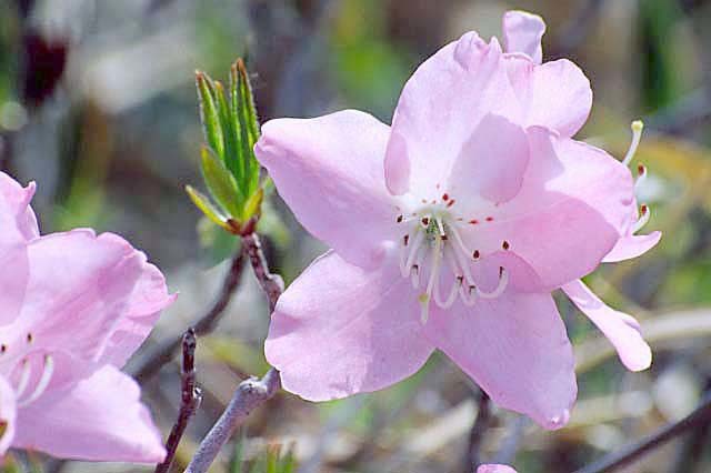 صورة Rhododendron schlippenbachii Maxim.