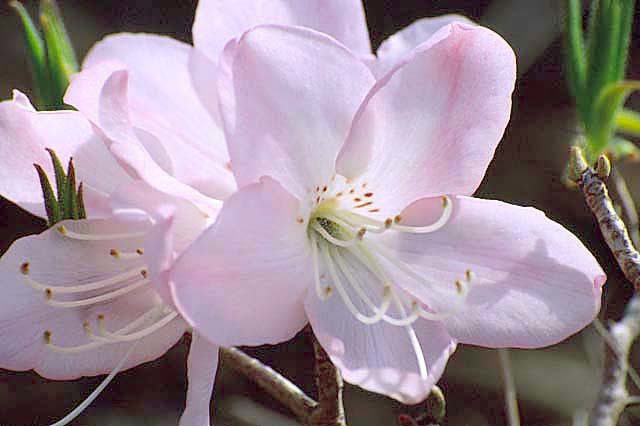 صورة Rhododendron schlippenbachii Maxim.