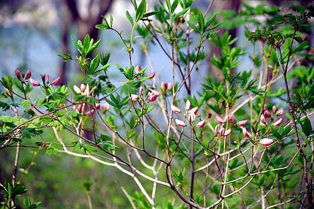 Image of Rhododendron schlippenbachii Maxim.