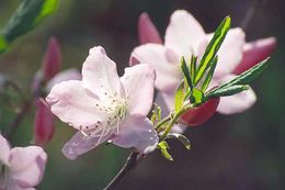 صورة Rhododendron schlippenbachii Maxim.