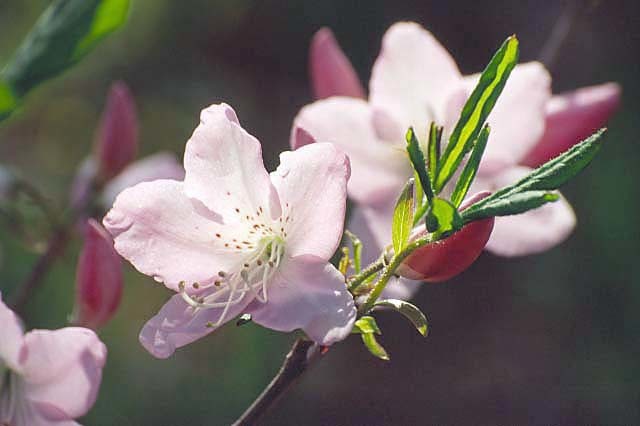 Image of Rhododendron schlippenbachii Maxim.