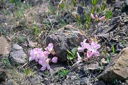 Image of Rhododendron schlippenbachii Maxim.