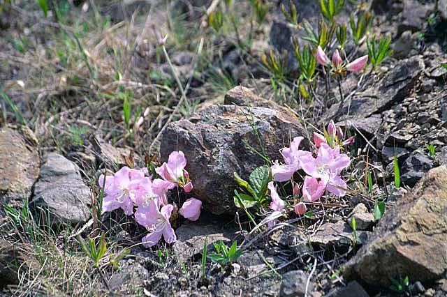 Image of Rhododendron schlippenbachii Maxim.