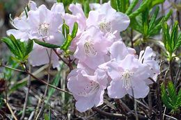 Image of Rhododendron schlippenbachii Maxim.