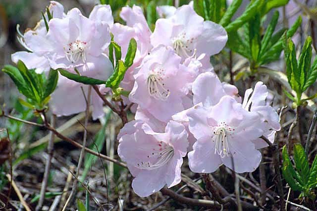 صورة Rhododendron schlippenbachii Maxim.