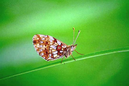 Image of Silver-bordered Fritillary