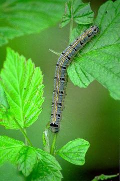 Image of lackey moth