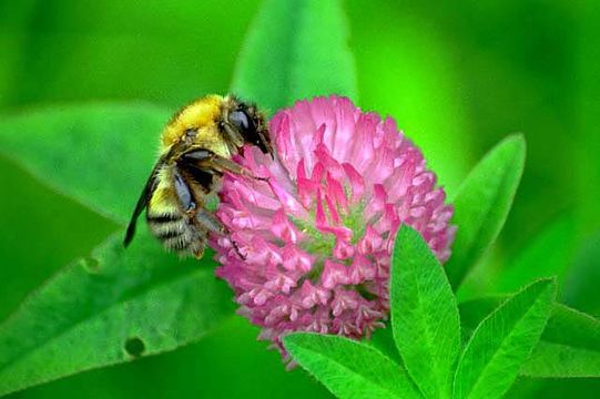 Image of Bombus ussurensis Radoszkowski 1877