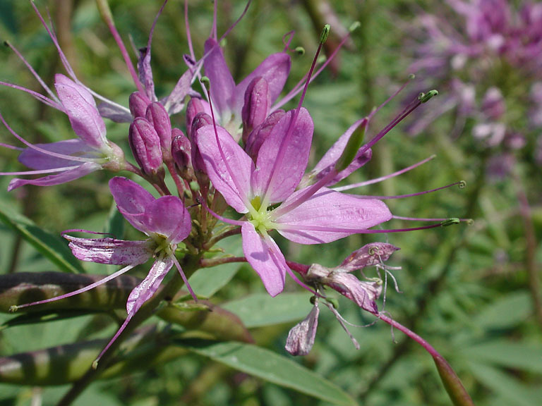 Image of Navajo spinach