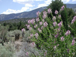 Image of Navajo spinach