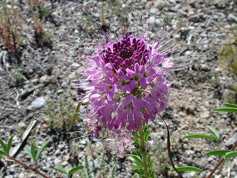 Image of Navajo spinach