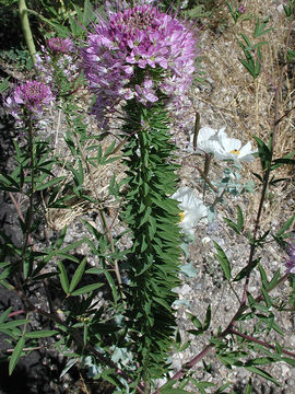 Image of Navajo spinach