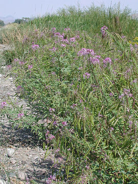 Image of Navajo spinach