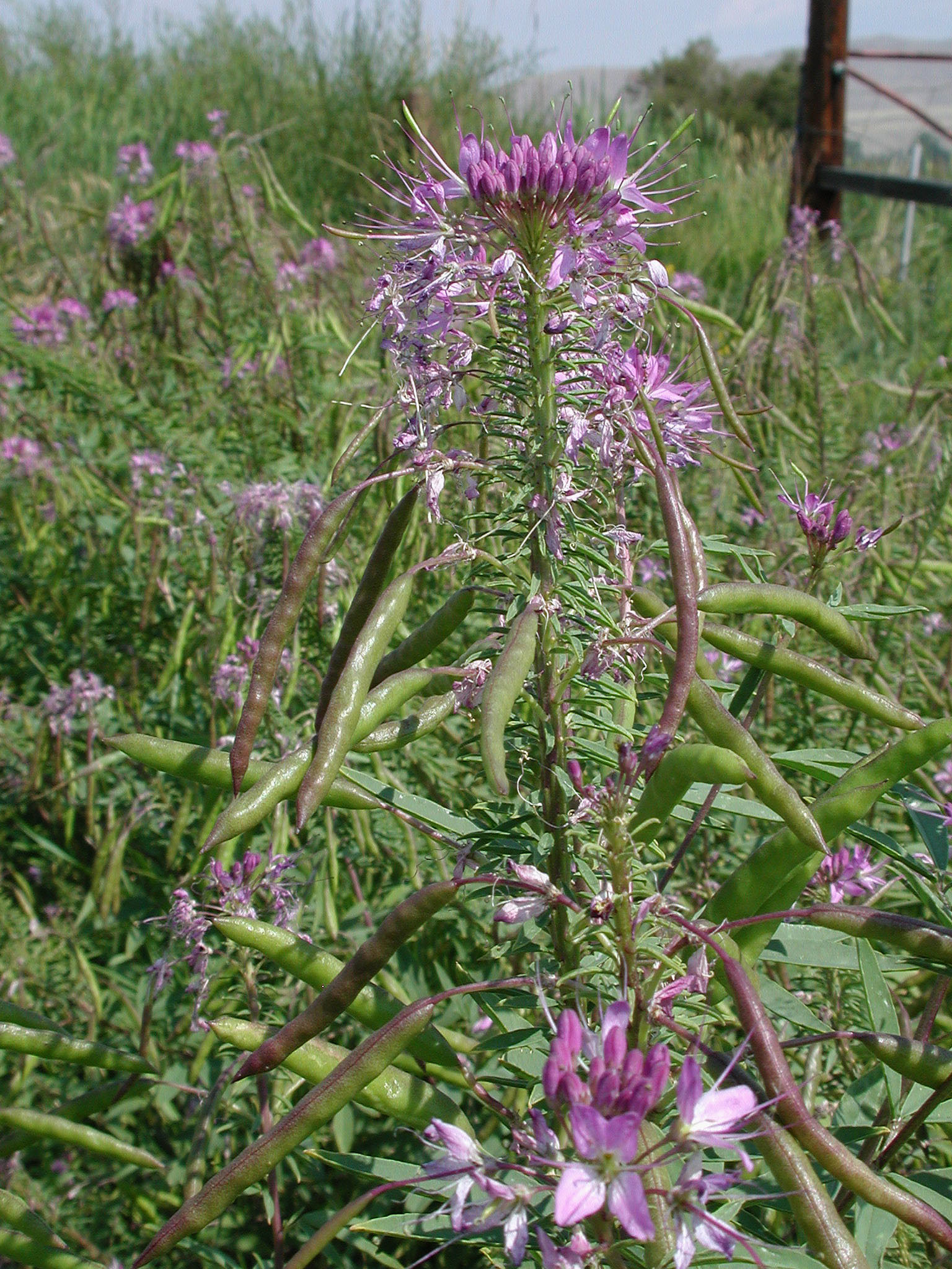 Image of Navajo spinach