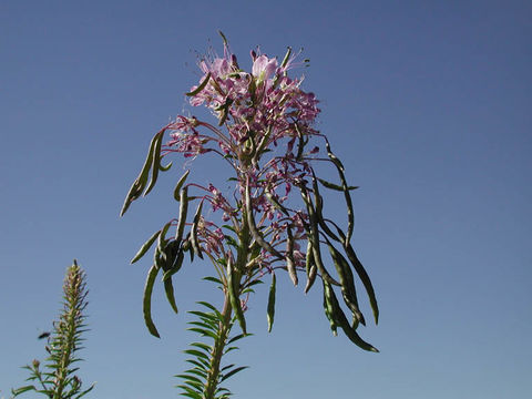 Image of Navajo spinach