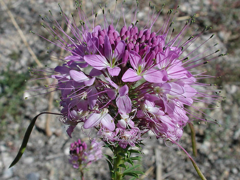 Image of Navajo spinach