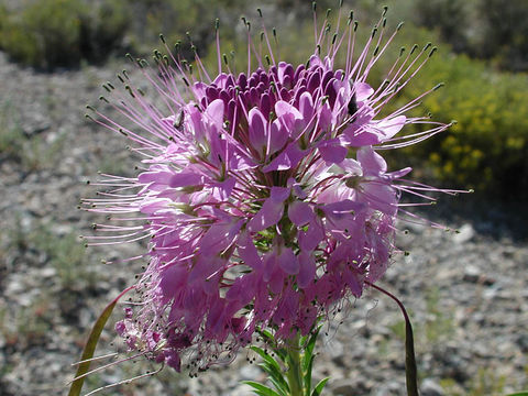 Image of Navajo spinach