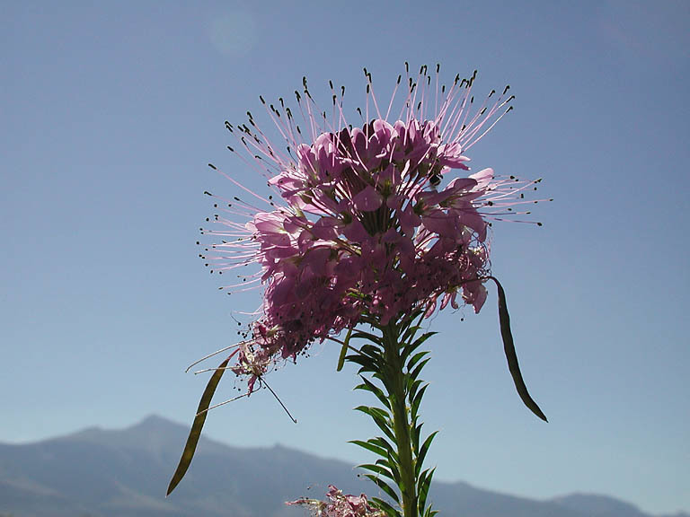 Image of Navajo spinach