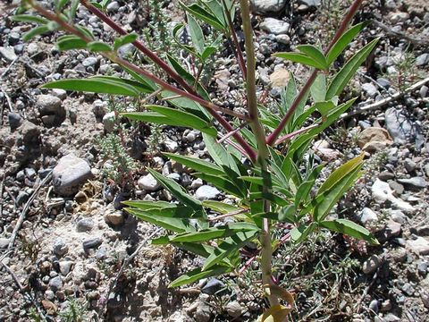 Image of Navajo spinach