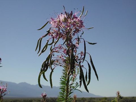 Image of Navajo spinach