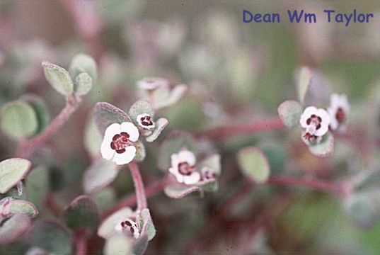 Image of red-gland spurge