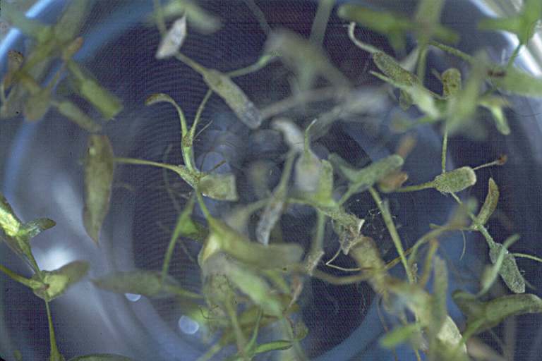 Image of Duckweed