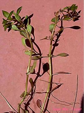 Слика од Ludwigia palustris (L.) Elliott