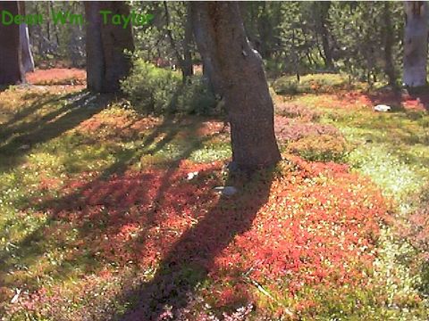 Image of alpine bilberry