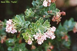 Image of Kings Mountain manzanita