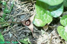 Image de Asarum hartwegii S. Wats.