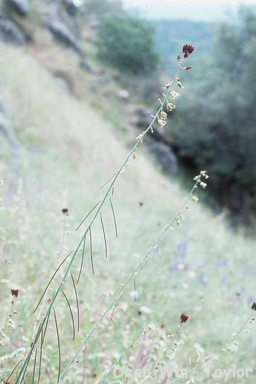 صورة Caulanthus coulteri (A. Gray ex S. Watson) S. Watson