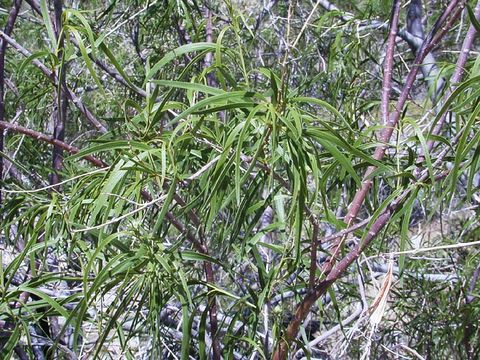 Image of desert willow