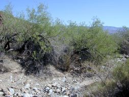 Image of desert willow