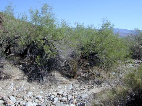 Слика од Chilopsis linearis subsp. arcuata (Fosberg) J. Henrickson