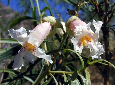 Image of desert willow