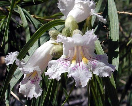 Plancia ëd Chilopsis linearis subsp. arcuata (Fosberg) J. Henrickson