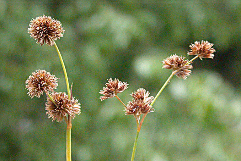 Juncus ensifolius Wikström resmi