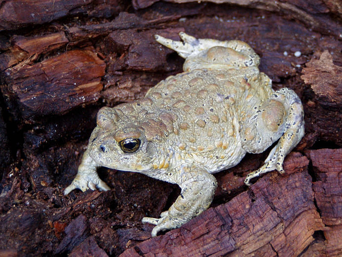 Image of Yosemite Park Toad