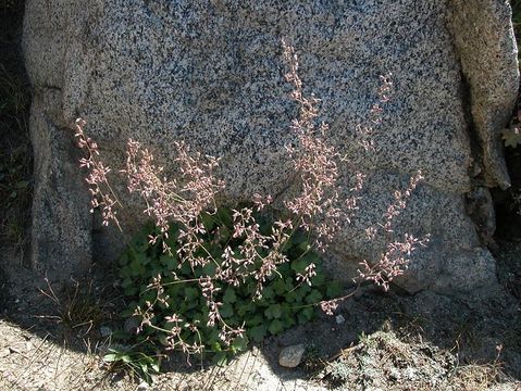 Image of pink alumroot