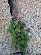 Image of pink alumroot