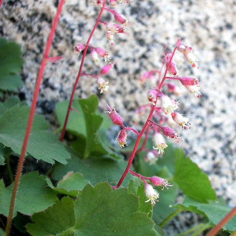 Image of pink alumroot