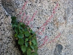 Image of pink alumroot