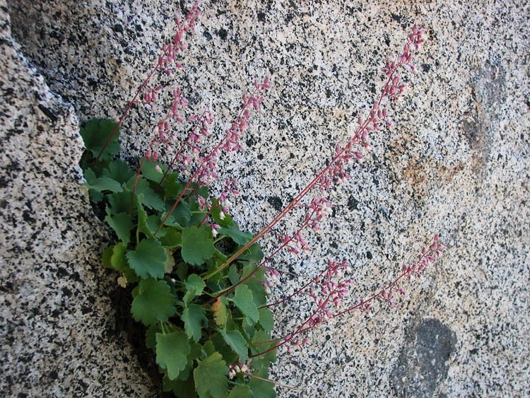 Image of pink alumroot