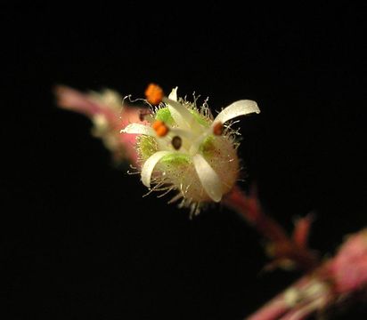 Image of pink alumroot