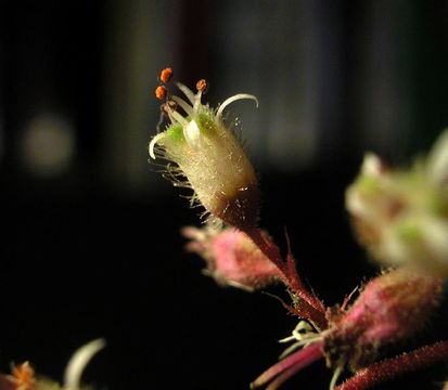 Image of pink alumroot