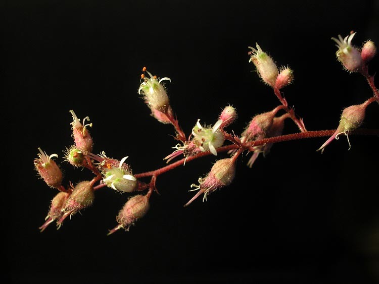 Image of pink alumroot