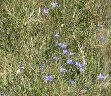 Image of Sierra fringed gentian