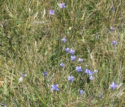 Image de Gentianopsis holopetala (A. Gray) Iltis