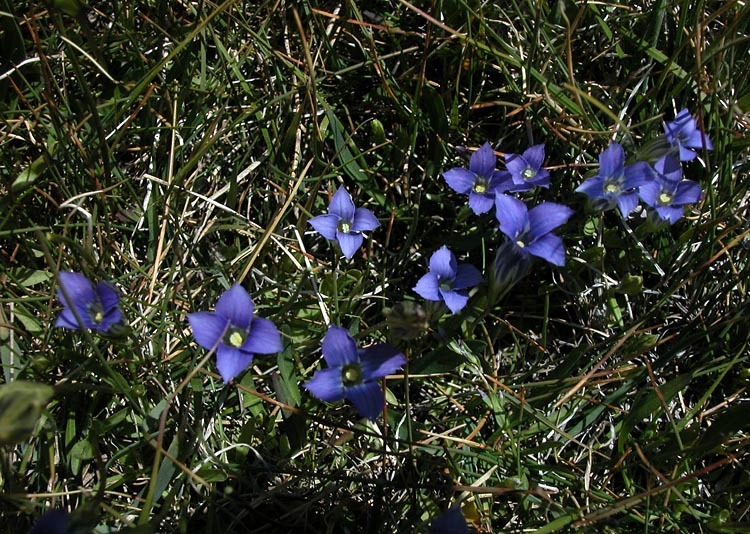 Image of Sierra fringed gentian